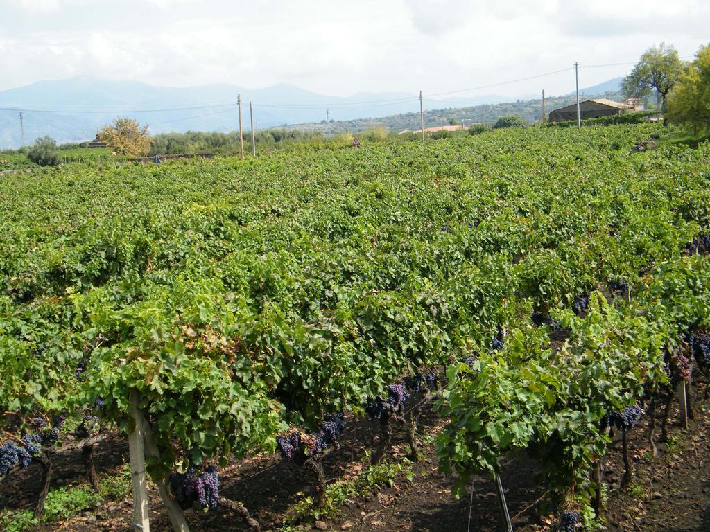 Etna Wine Azienda Agrituristica Passopisciaro Ngoại thất bức ảnh