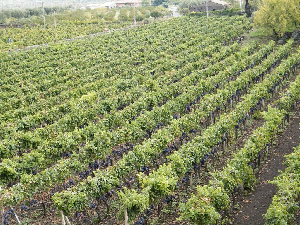 Etna Wine Azienda Agrituristica Passopisciaro Ngoại thất bức ảnh